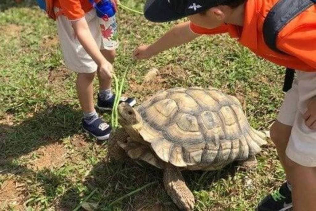Turtle Museum kids playing with turtles