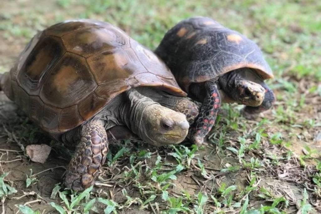 baby tortoises at new museum in Yishun