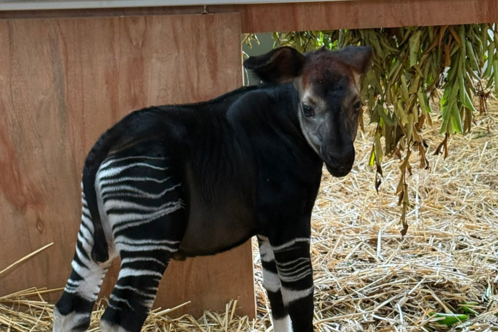 Okapi baby standing at Rainforest Wild Adventure Park