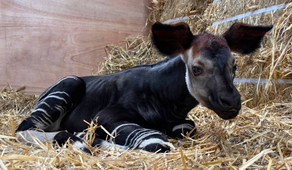 Southeast Asia’s first okapi baby born at Rainforest Wild—and you can help name him