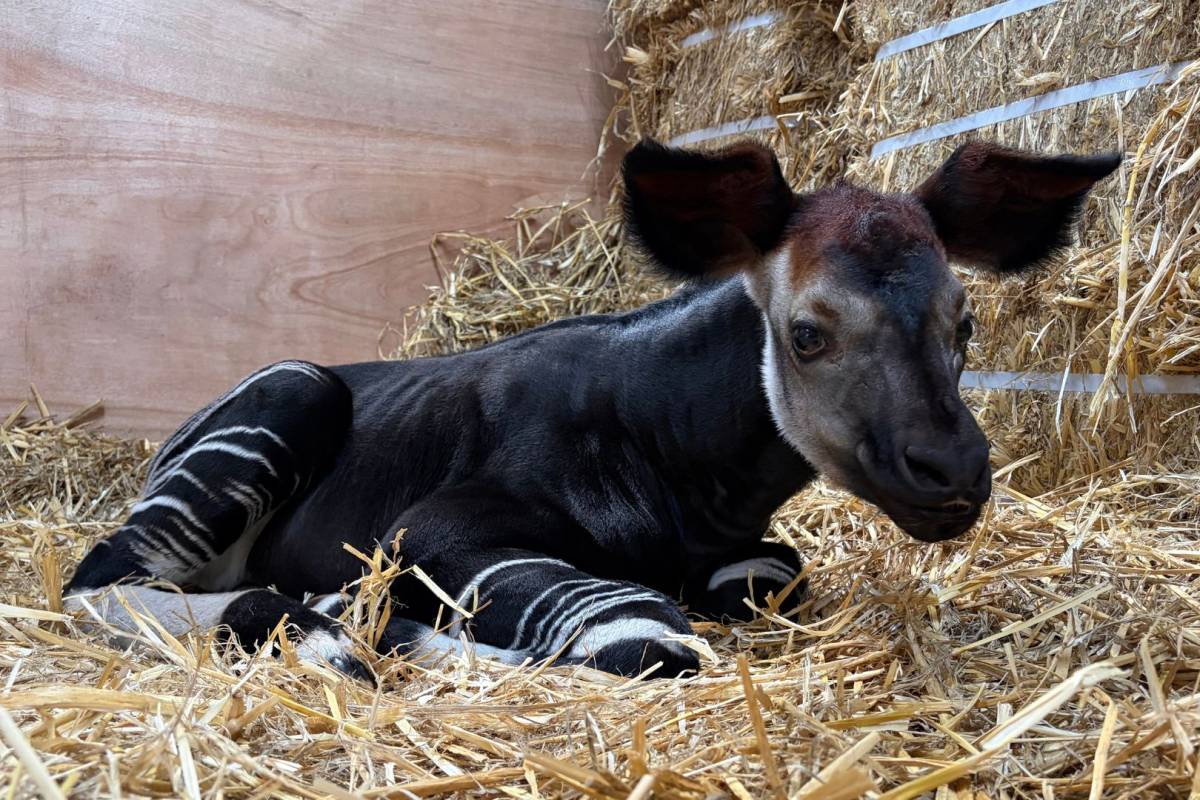 Photo : Secret Singapore Naissance du premier okapi au Rainforest Wild Adventure de Singapour