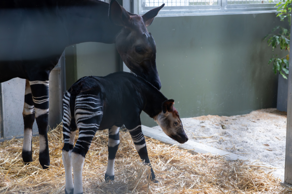rare Okapi dad and baby in Singapore