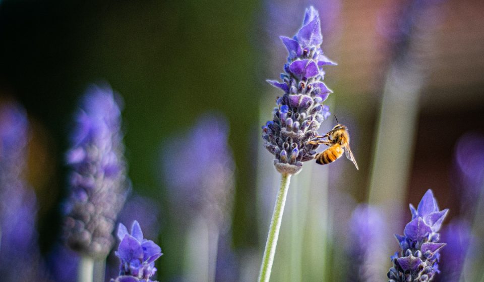 Tipps für einen bienenfreundlichen Balkon