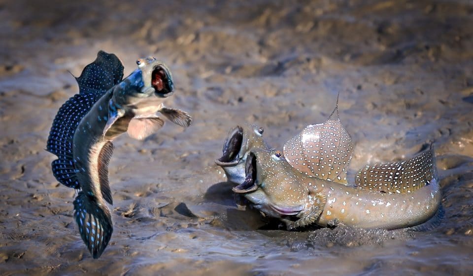 The funniest photos of wild animals