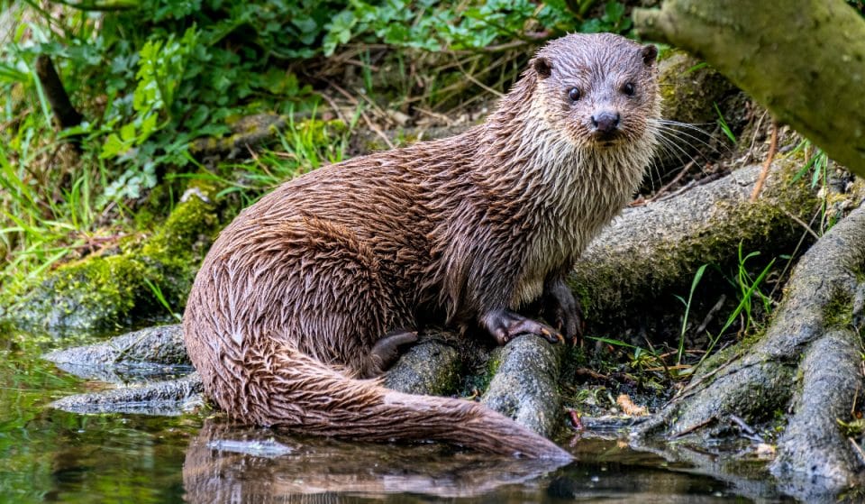 An otter has taken up residence in Amsterdam