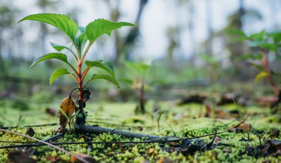 Bunnings Is Doing A Free Tree Giveaway In Sydney With Over 25,000 Trees Up For Grabs