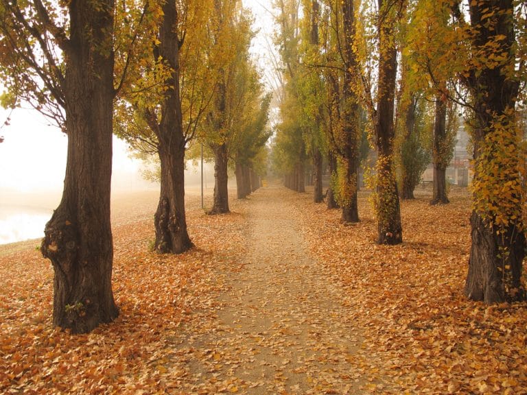 19 Striking Spots To See Autumn Leaves In And Around Sydney