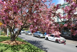 The ‘prettiest’ spring town in NSW is just 1.5 hours from Sydney – with cherry blossom-lined streets and quaint cafes