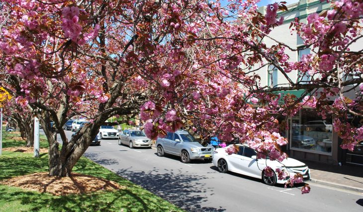 The ‘prettiest’ spring town in NSW is just 1.5 hours from Sydney – with cherry blossom-lined streets and quaint cafes
