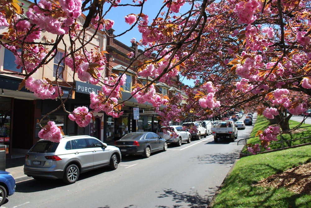 Cherry blossoms arching over the main shopping street in Leura, with heritage buildings and cars lining the road