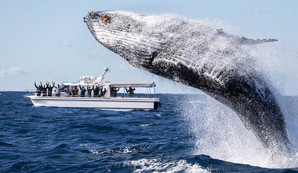 Hop Aboard With Sea Monkey Sailing To See Whales Migrate Out On The Open Water