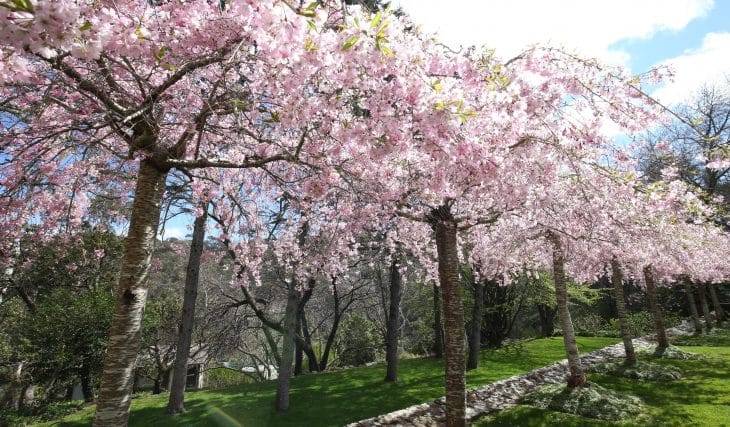 One of NSW’s prettiest spring festivals returns near Sydney this October long weekend – with 10 gardens in full bloom