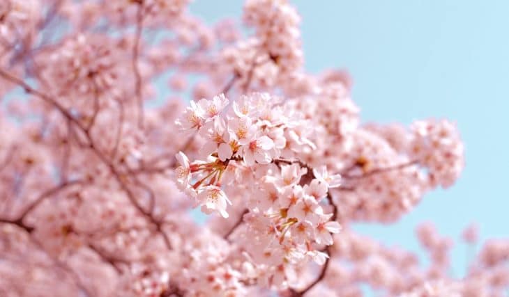 7 Lovely Spots To See Cherry Blossoms In And Around Sydney