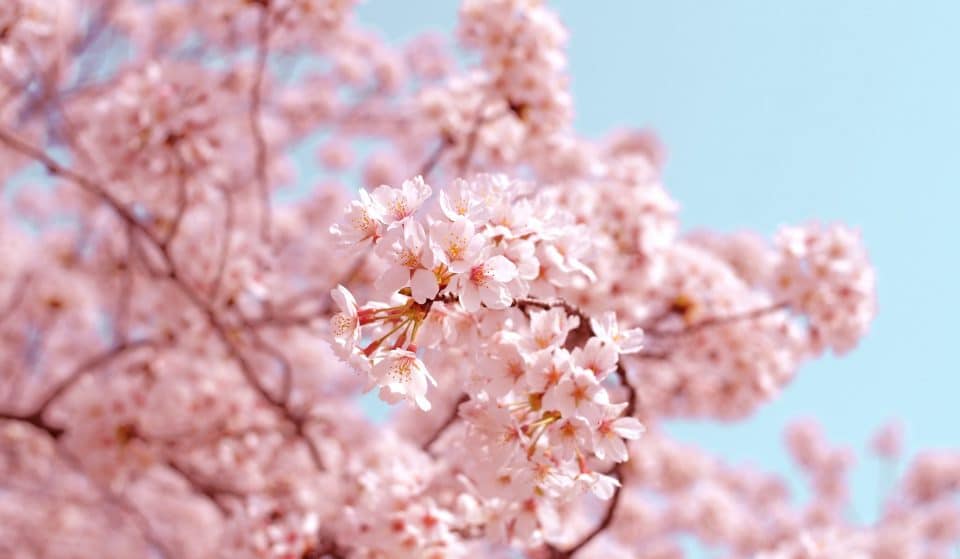 6 Lovely Spots To See Cherry Blossoms In And Around Sydney