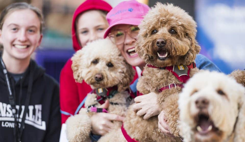 Paw Yeah! The Sydney Dog Lovers Show Is Returning After Three Years