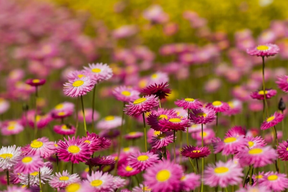 Bulb And Spring Flower Showcase At The Blue Mountains Botanic Garden