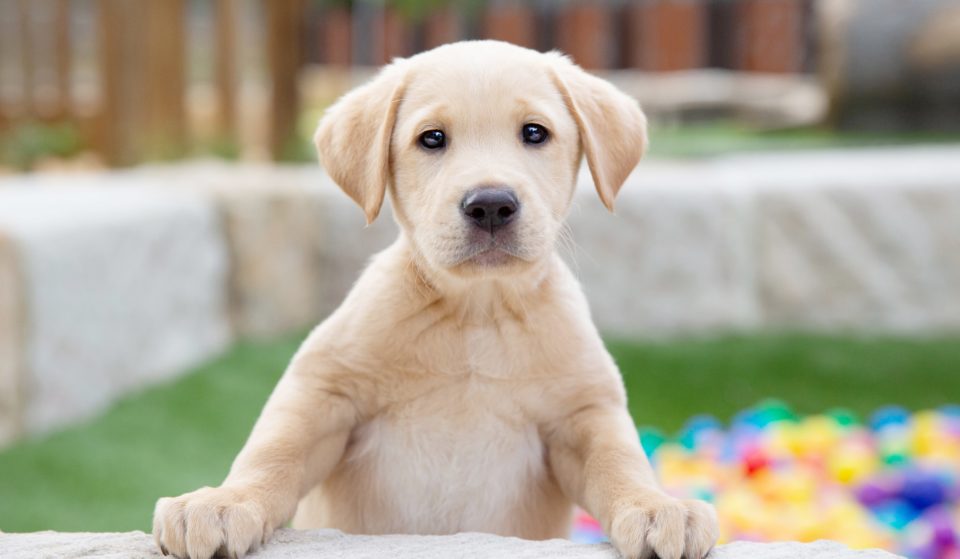 Enjoy A Coffee And A Cuddle At This Adorable Guide Dogs Pop-Up Café