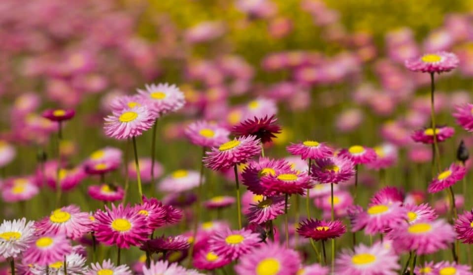 Walk Amongst Thousands Of Fresh Blooms At This Stunning Flower Showcase In The Blue Mountains