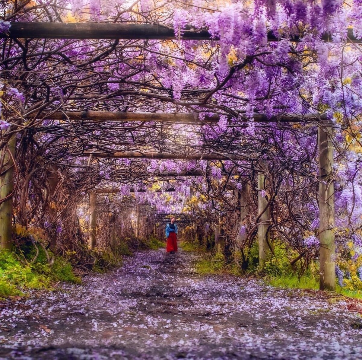 Discover A Wisteria Tunnel In Muston Park Secret Sydney