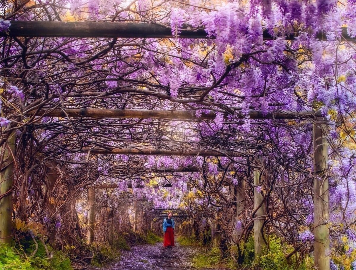 The Sydney Park With A Wisteria Tunnel That Blooms In Spring