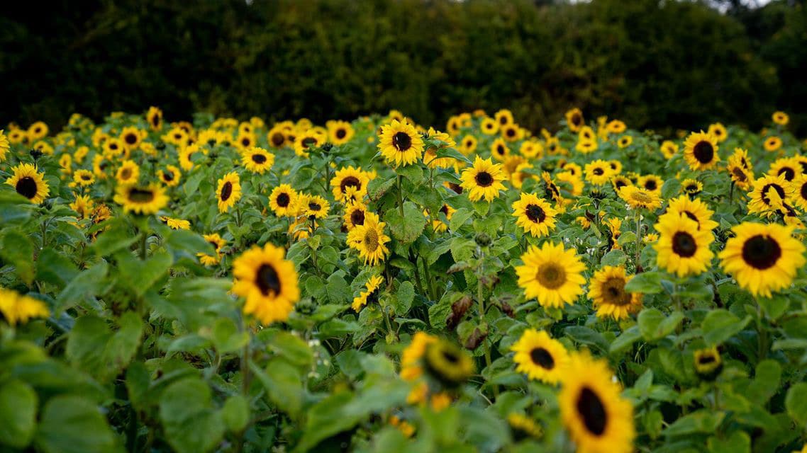 Pick Your Own Sunflowers At The Bloom Barn Secret Sydney