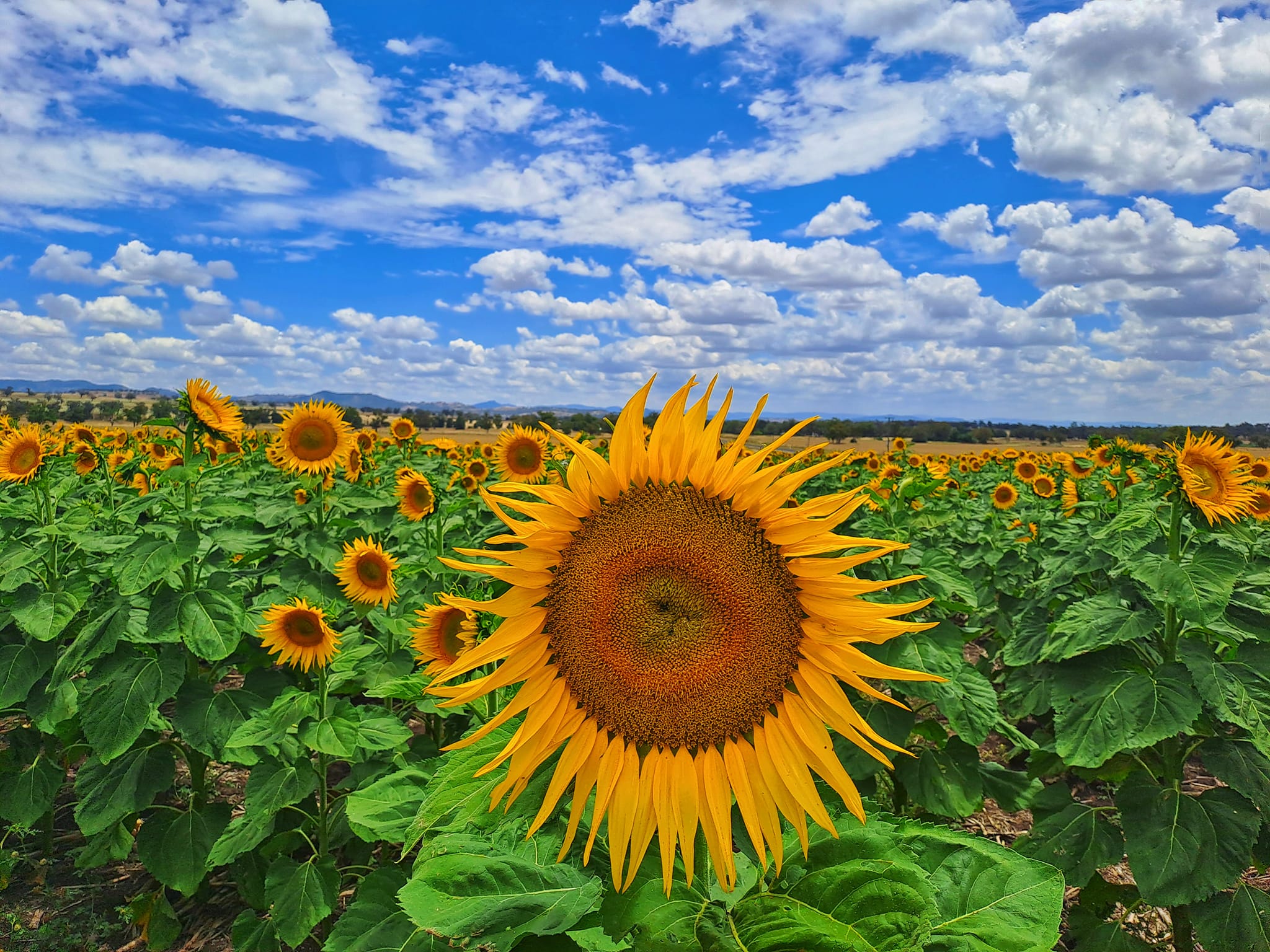 Sunflower Fields In NSW 5 Of The Best To Visit Secret Sydney