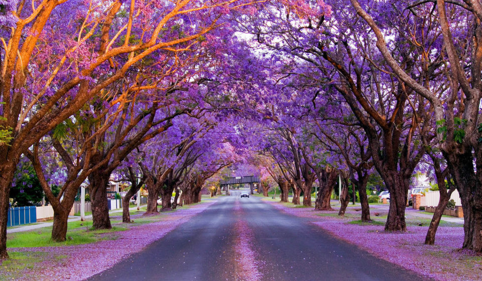 This country town in NSW is hosting a huge 10-day spring festival – with markets, street food and stunning jacaranda displays