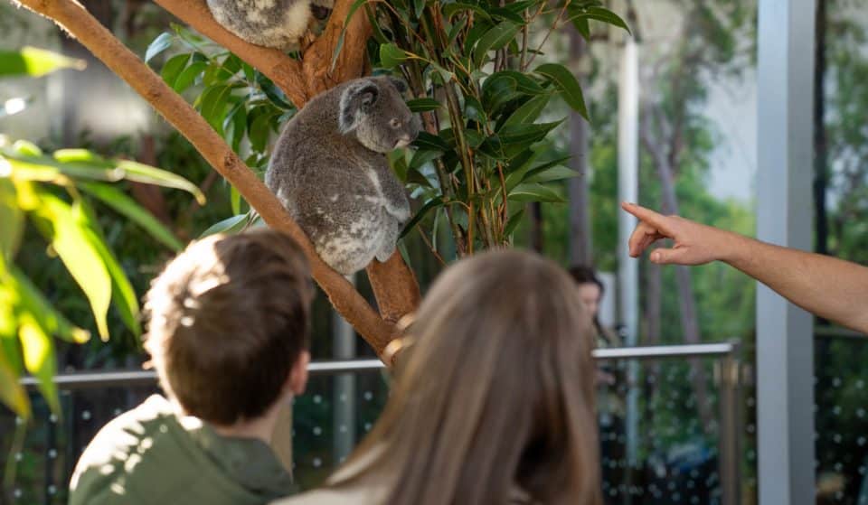 Breakfast With The Koalas Is Returning To Wild Life Sydney Zoo This August