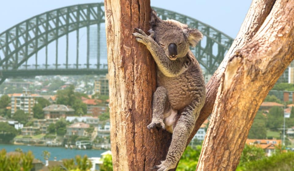 Australia Has Ranked Among The Top 5 Best Countries In The World 