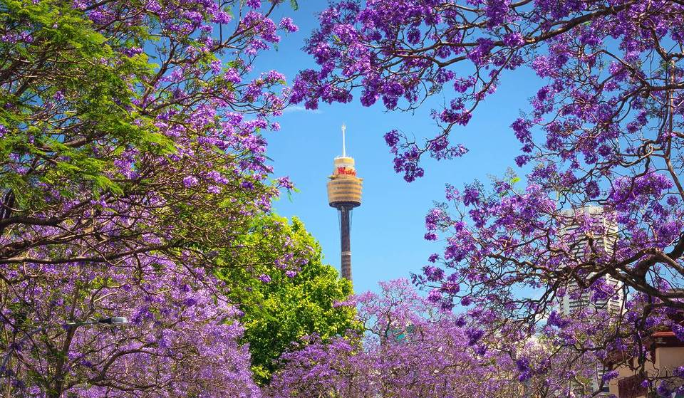 3 Picture-Perfect Hidden Spots To See Jacaranda In Sydney