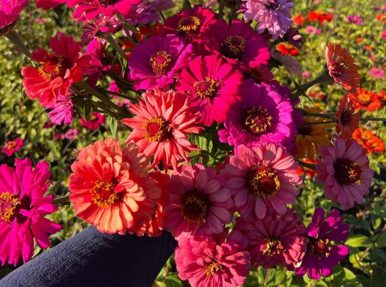 5 Lovely Places To Go Flower Picking Near Sydney This Spring And Summer