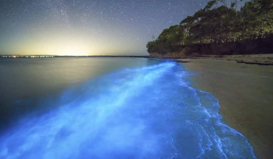 This Stunning Spot Near Sydney Lights Up With Bioluminescence Every Year