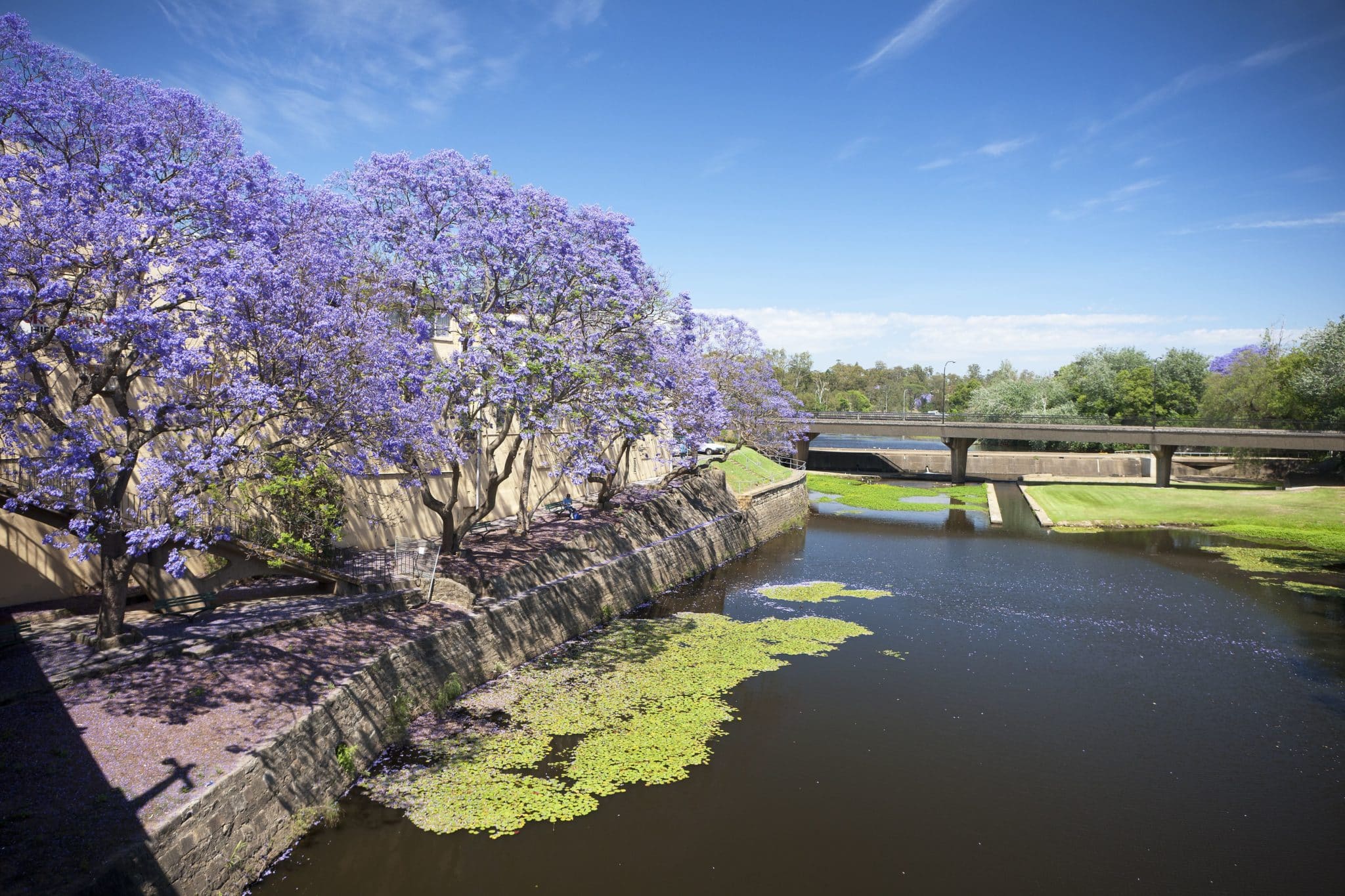 10 Gorgeous Places To See Jacaranda Blooms In Sydney This Spring