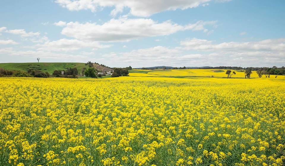Discover Fields Of Gold At The Spectacular Canola Trail In NSW This Spring