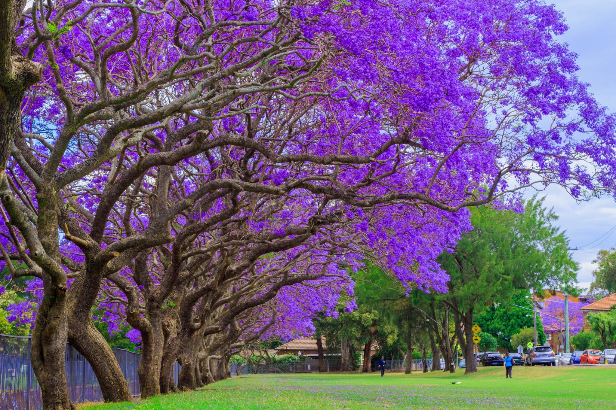 3 Picture Perfect Hidden Spots To See Jacaranda In Sydney Secret Sydney 3 Picture Perfect Hidden Spots To See Jacaranda In Sydney Secret Sydney