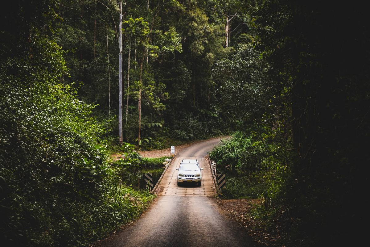 a car driving through the dorrigo national park in nsw