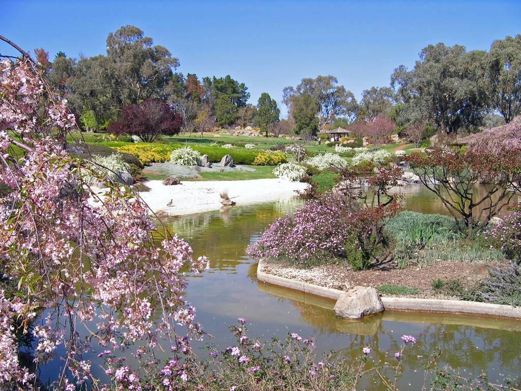 cherry blossoms at the cowra japanese garden