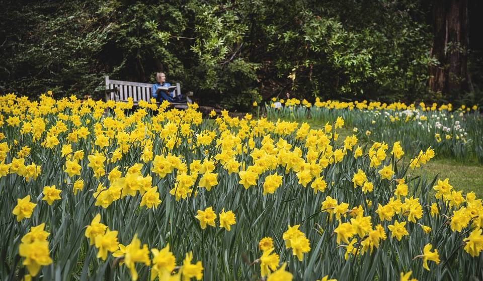 See Over 50,000 Vibrant Daffodils In Bloom At This Picturesque Garden Near Sydney