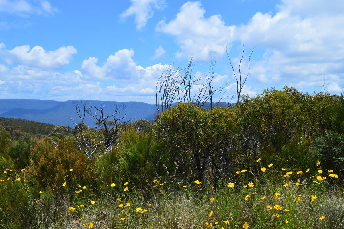 9 Places To See Australian Wildflowers In Sydney And NSW