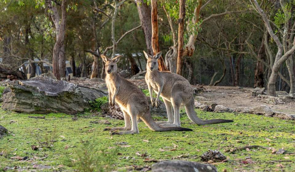 The Largest Working Wildlife Sanctuary In Australia Is Just 1 Hour From Sydney