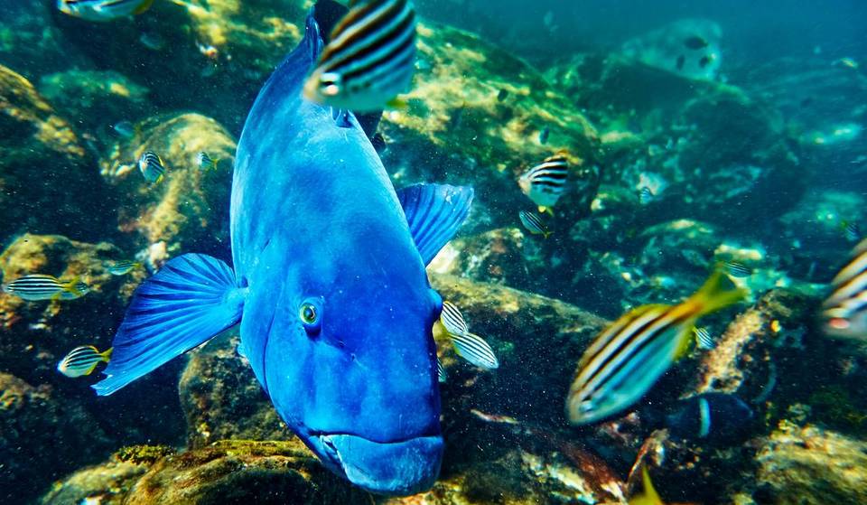 7 Stunning Snorkelling Spots In Sydney — With Clear Blue Waters And Vibrant Sea Life