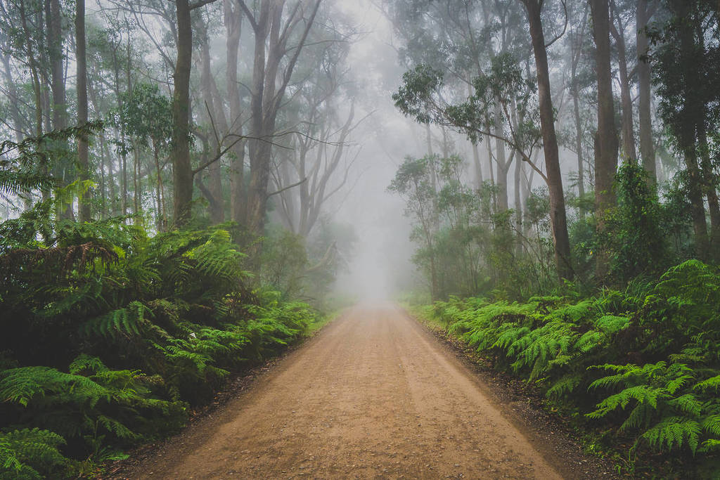 A peaceful rainforest dirt track lined with trees in Robertson, New South Wales