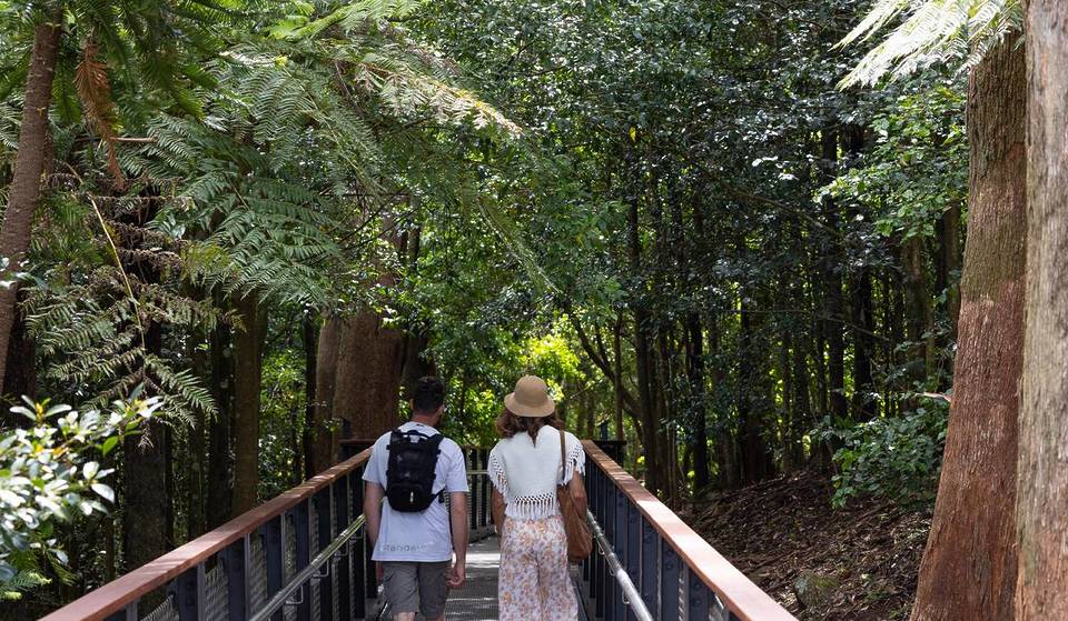 This Stunning New Boardwalk Winds Through A Forest In The Blue Mountains