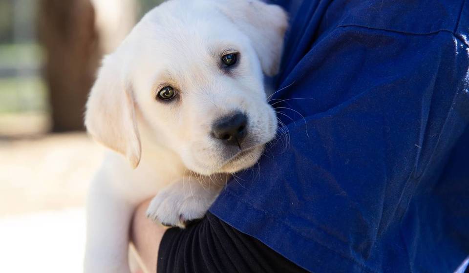 Guide Dogs Is Bringing Its Largest Puppy Pop-Up To Sydney Next Week 