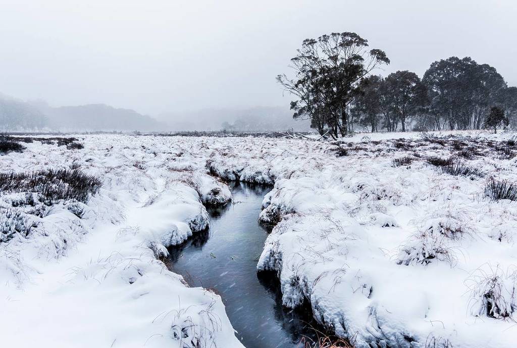 Snow-covered wetlands and a winding creek in Barrington Tops National Park, NSW, on a foggy winter morning