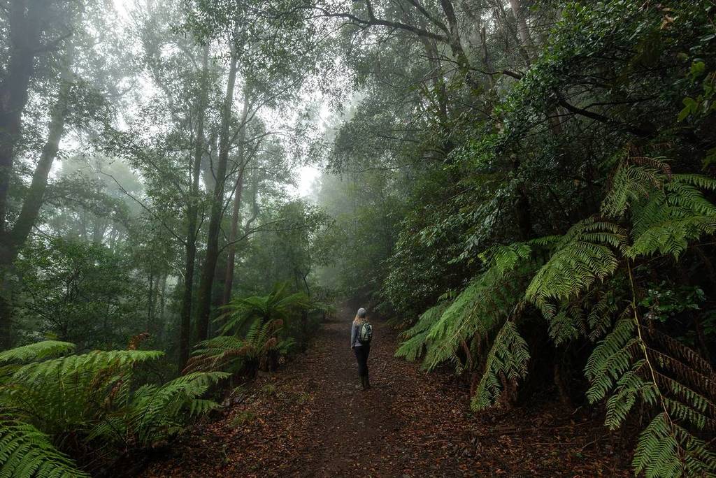 A solo bushwalker on a rainforest trail in Barrington Tops National Park, surrounded by tree ferns and towering gums