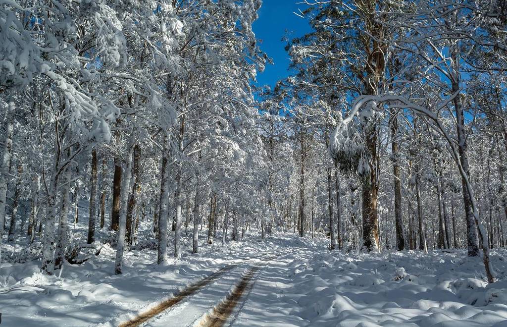 Moss-covered logs and towering pine trees in a snowy section of Barrington Tops National Park
