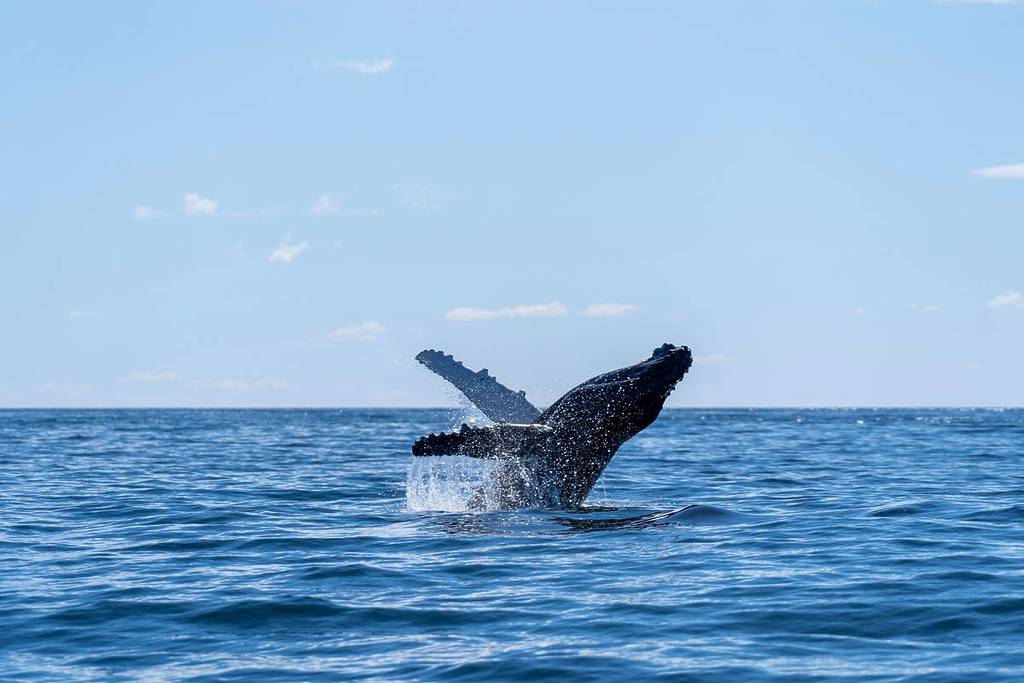 Humpback whale breaching off the NSW South Coast, captured mid-splash under a clear blue sky