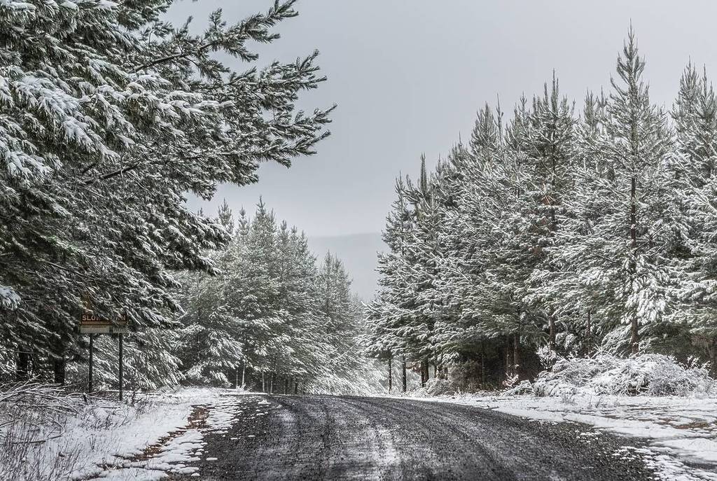 Snow-dusted road winding through pine forest near Shooters Hill, NSW, surrounded by tall trees and an overcast sky