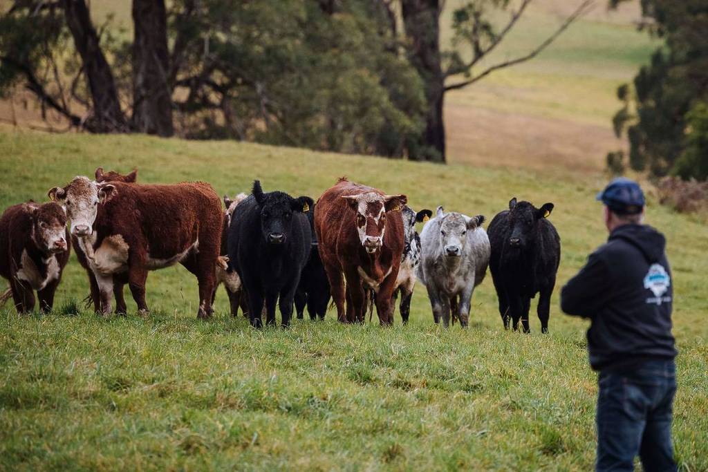 A person standing in a field in Robertson, one of NSW's best weekend trips, facing a group of cows of varying colors and sizes, with a rural landscape in the background